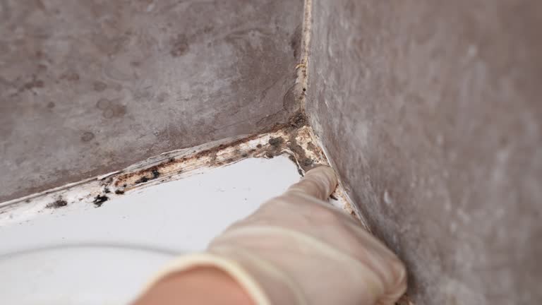 Best Air Quality Testing for Mold Spores  in Swarthmore, PA