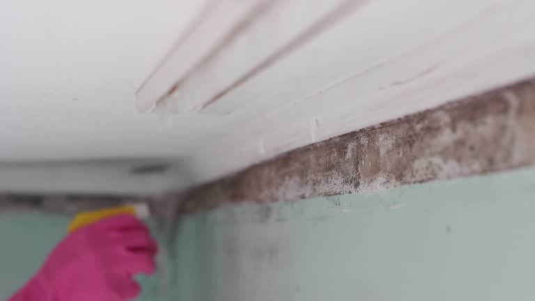 Best Dehumidification Services  in Swarthmore, PA